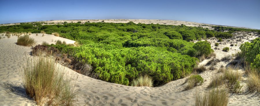 Parque Nacional de Doñana, Dünen und Vegetation