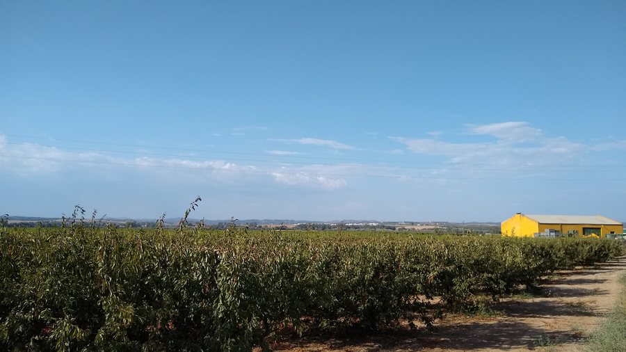 File:Campo (Tocina).jpg