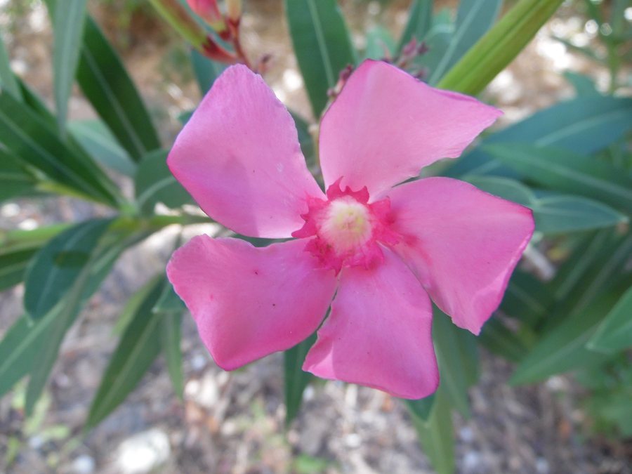 File:Adelfa(Nerium oleande) en Sierra de Hornachuelos. Hornachuelos. Córdoba (26329858705).jpg