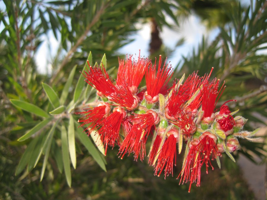 File:Callistemon viminalis (Weeping bottlebrush), Coín, Spain.jpg