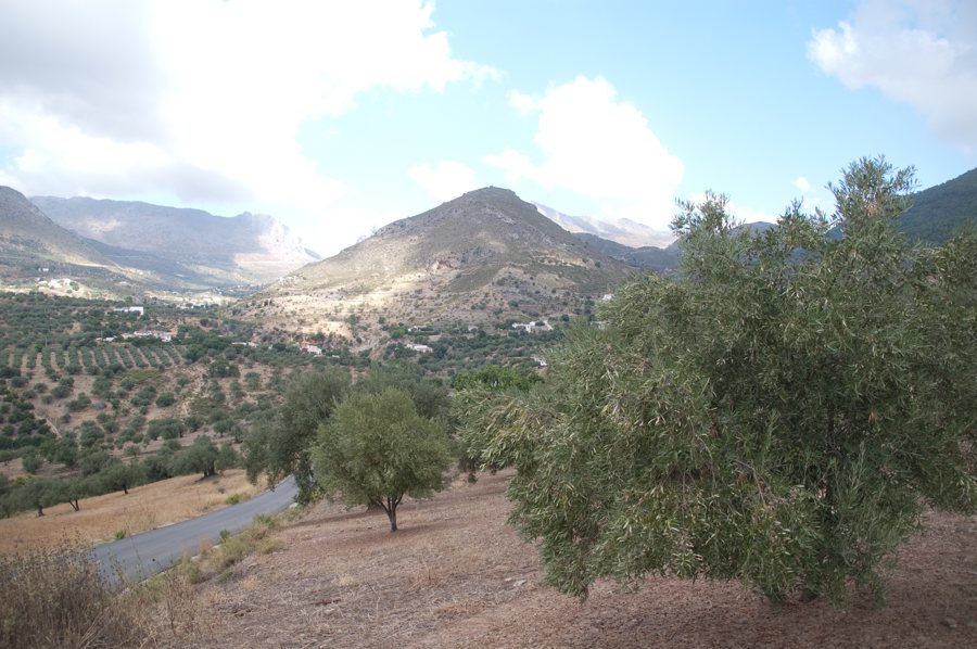 Olivenhain in Andalusien