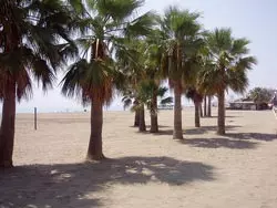 Palmenstrand in Estepona